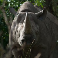 Rhino looking