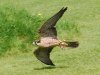 birds of prey close up.jpg