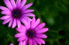 DSC00651.jpg