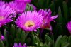 DSC006212.jpg