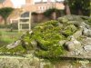 Moss on a Tomb and the Empty Seat FC.jpg