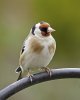 Goldfinch 4.jpg