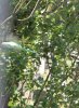 parrot (1) (Large).jpg parrot (1) (Large).jpg