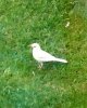 White Blackbird2-2.jpg