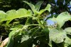 F8 FILL  BUD 6-9web.jpg