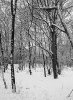 Woodland-Snow.jpg