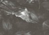 black leaves.jpg