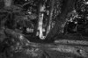 trees.jpg