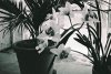 pot and flowers.jpg pot and flowers.jpg