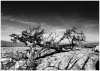 Scar Close lightning tree Yorkshire Dales.jpg