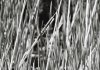 reeds.jpg reeds.jpg