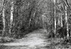 path through fairy wood.jpg path through fairy wood.jpg