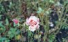 pink rose.jpg pink rose.jpg