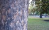 tree.jpg tree.jpg