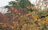 yellow leaves.jpg