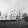 Grasses.jpg Grasses.jpg