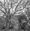 Trees-Botanic-Gardens.jpg Trees-Botanic-Gardens.jpg