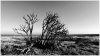 Horseshoe Point Saltmarsh and tree February 2019.jpg