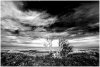 Buckthorn and Sky March 2019.jpg