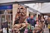 Tawny Owl FED 4.JPG