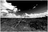 Dead Tree at Rudland Rigg.jpg