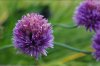 Meyer Oreston Chives.JPG