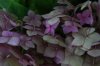 Hydrangea.JPG