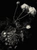 white roses1aa.jpg white roses1aa.jpg