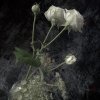 white roses3a.jpg white roses3a.jpg