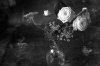 roses4.jpg roses4.jpg