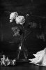roses 9.jpg