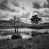 2 Trees at Tarn Howes B&W-1PSAdjuploadsmall.jpg