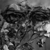 fleurs mortes 5.jpg fleurs mortes 5.jpg