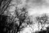 reflected trees 2.jpg reflected trees 2.jpg