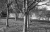 Birch Trees.jpg