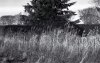 Grasses Saughton.jpg
