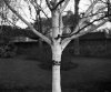 Silver Birch.jpg