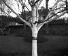 Silver Birch1.jpg