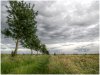 Line of Trees Impressionist Colour View.jpg