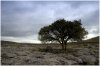 Tree and Limestone Pavement.jpg