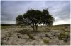 Tree and Limestone Pavement 2.jpg