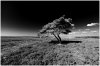 Wheeldale Moor and Tree 2.jpg