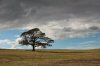 Field Tree Near Stravanan.JPG