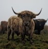 Foggy coos.JPG