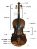 viola.jpg