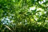grass.jpg