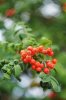 Sorbus.jpg