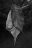 Dark Leaves4.jpg