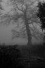 Hanging Tree Fog.jpg