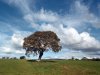 Field Tree Bowland.JPG